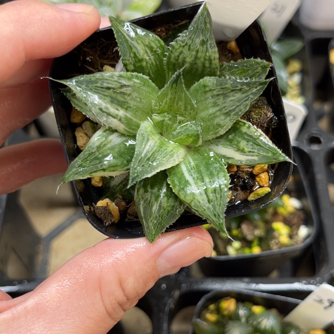 26实生寿锦一物一拍