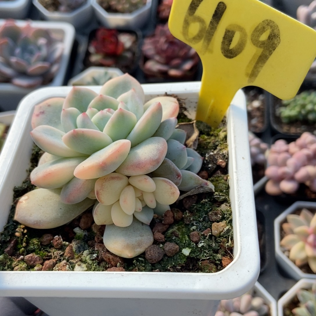 6109梦露锦多肉植物