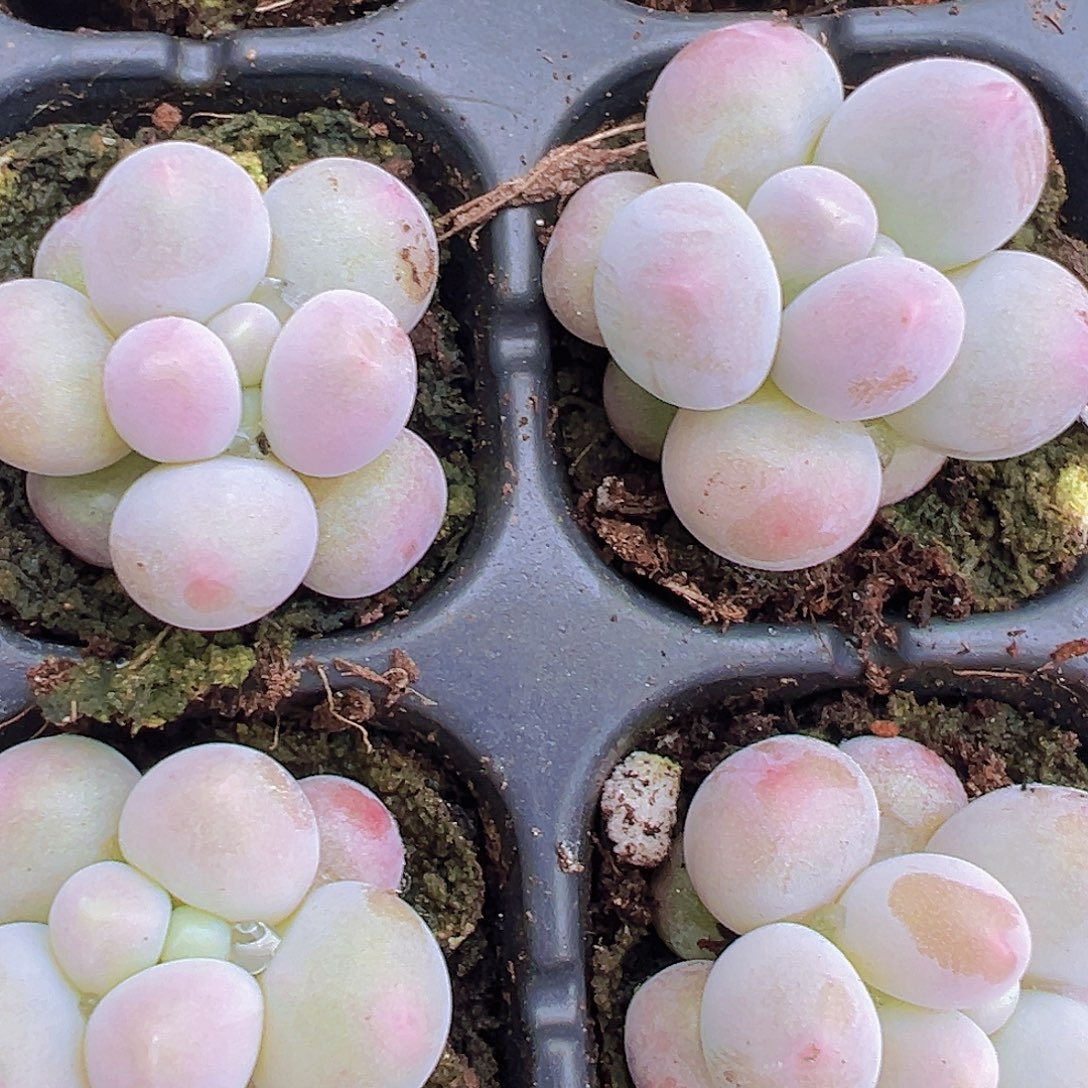 汤圆苗5颗19包邮多肉