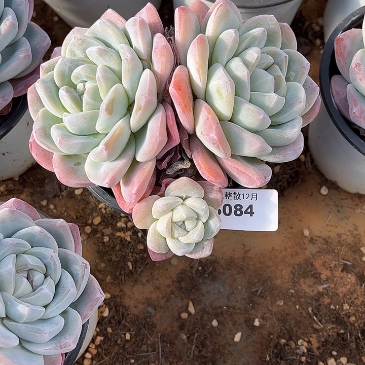 阿雅园艺。      3084