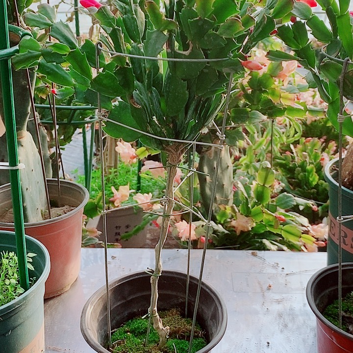 小***白无花朵叶仙嫁接一物一拍