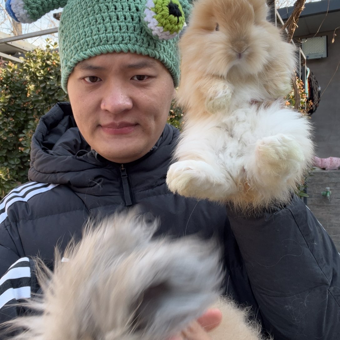 一****双血统英系安哥拉兔