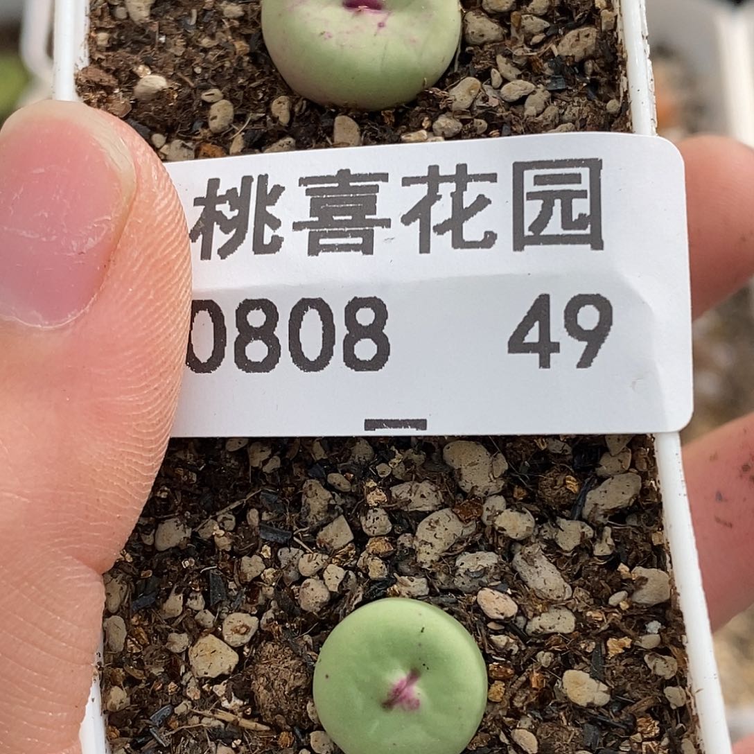 0808-49-嘴两颗。 