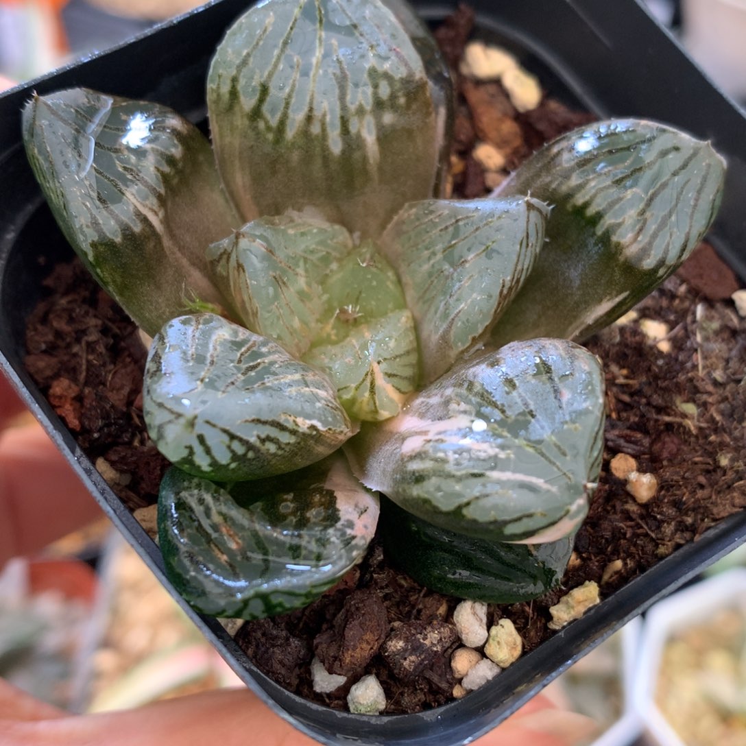 玉潭寿，带盆土发货