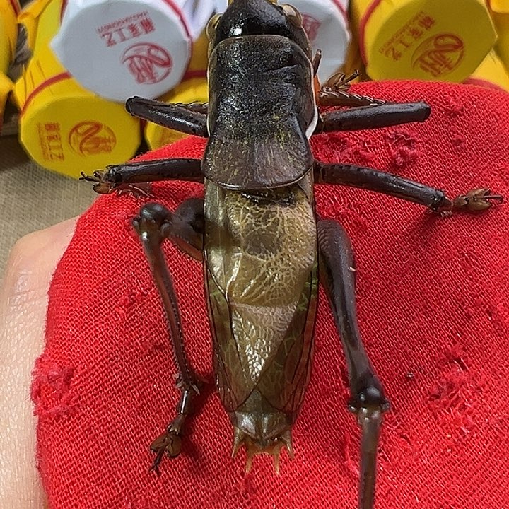 鸣虫虫具一个包邮