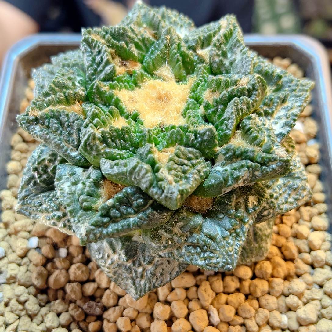 3号自根深割尤龟甲牡丹根芽10.4公分