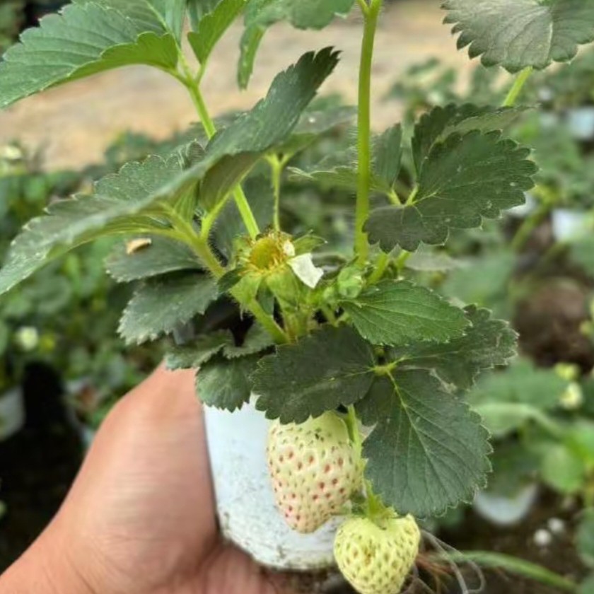 妙香七号穴盘草莓苗100颗