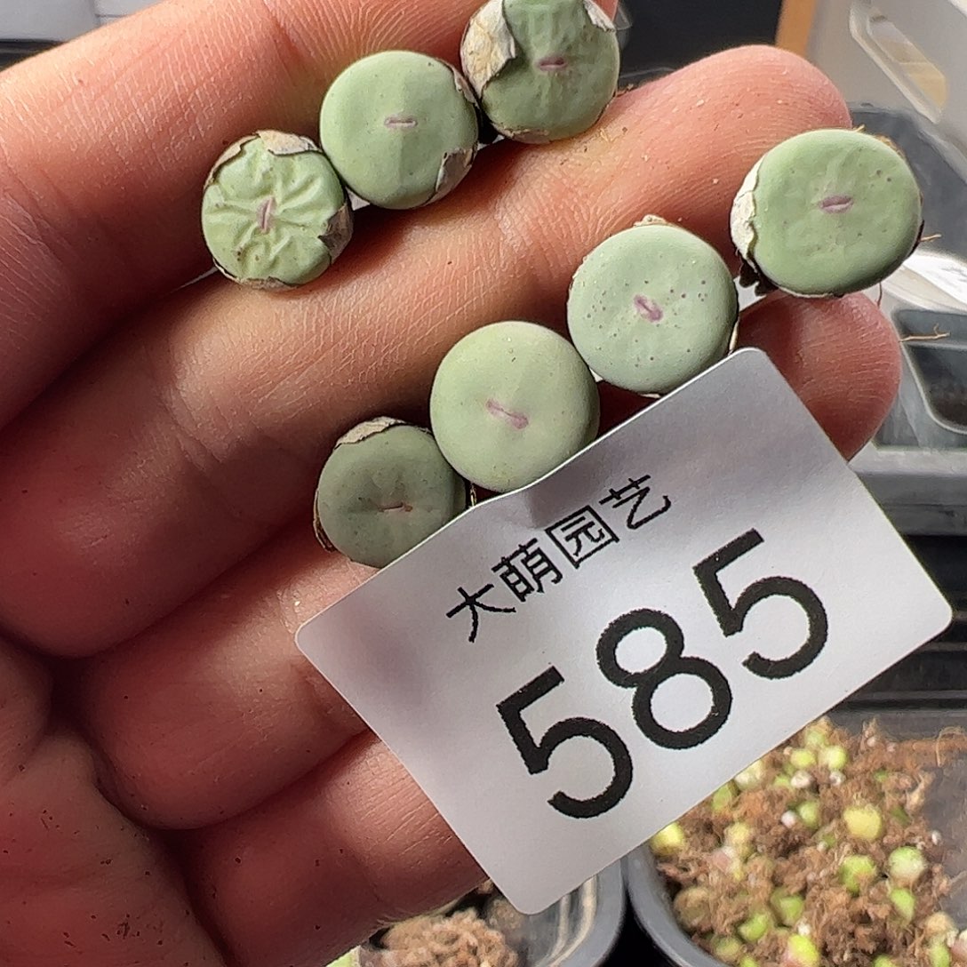 一物一拍。         585