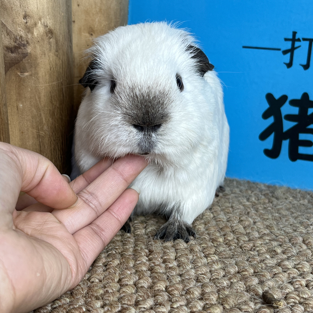 猪豚鼠宠物家庭喂养可选多价格（翘毛）