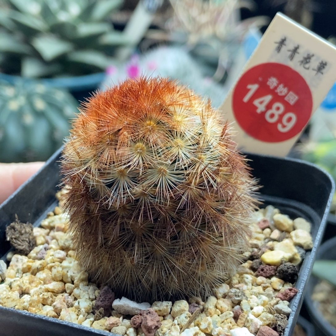 佛头嘉文丸一颗3.8cm