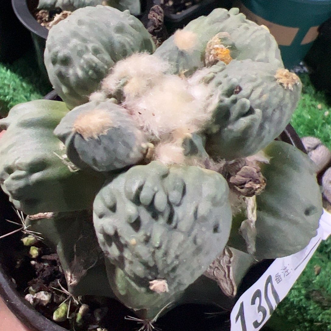 怒涛牡丹仙人球130