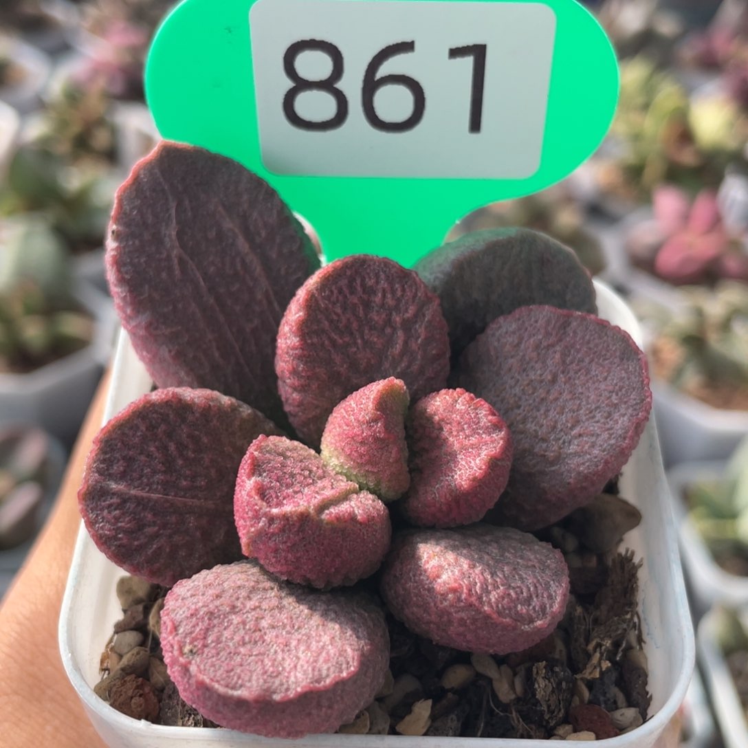        映山红。     861。    