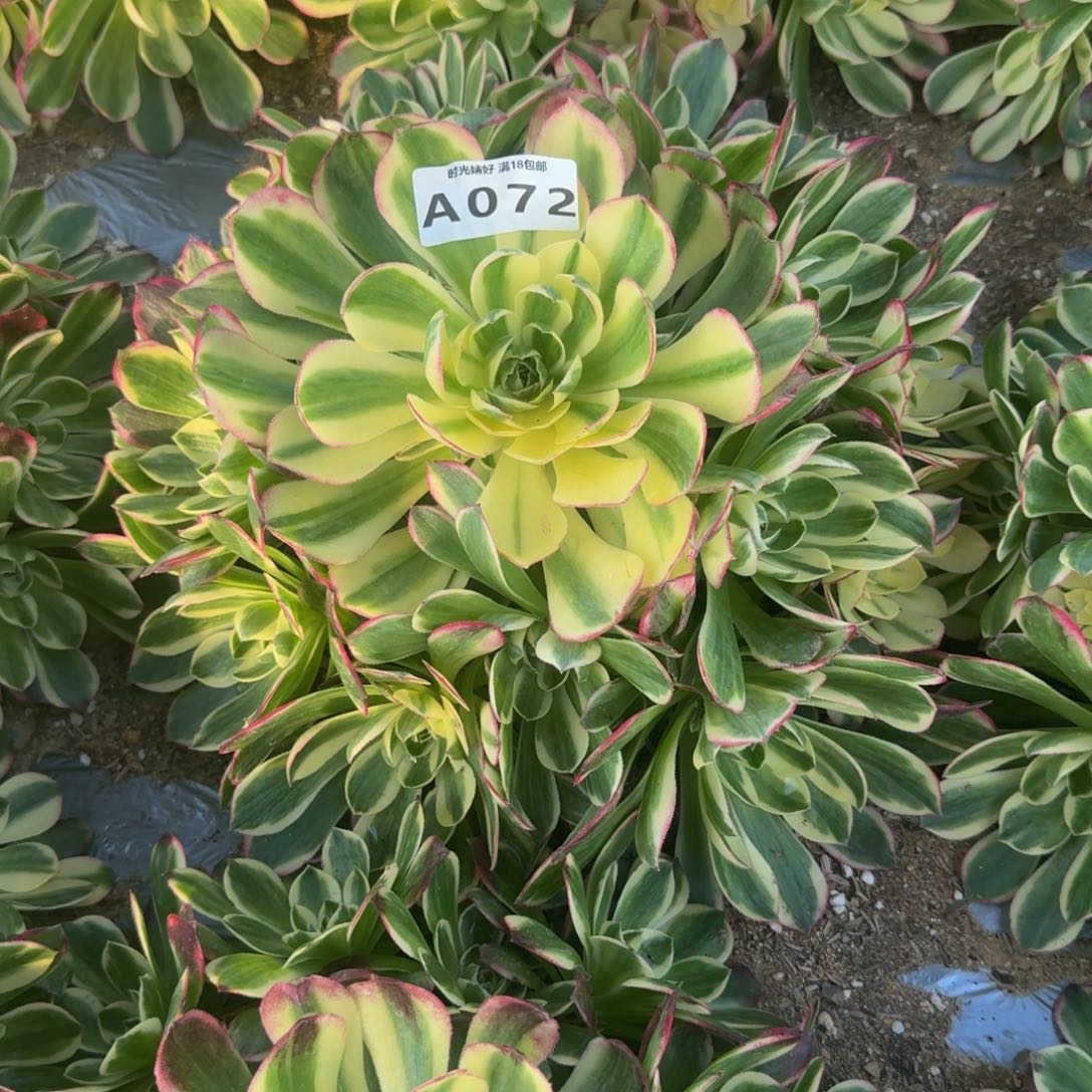 072海鲜。多肉植物