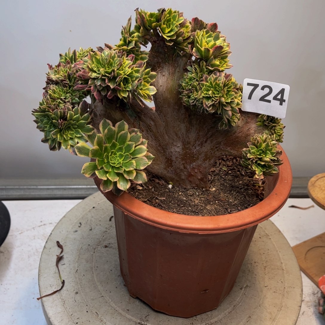 多肉法师朝霞缀724