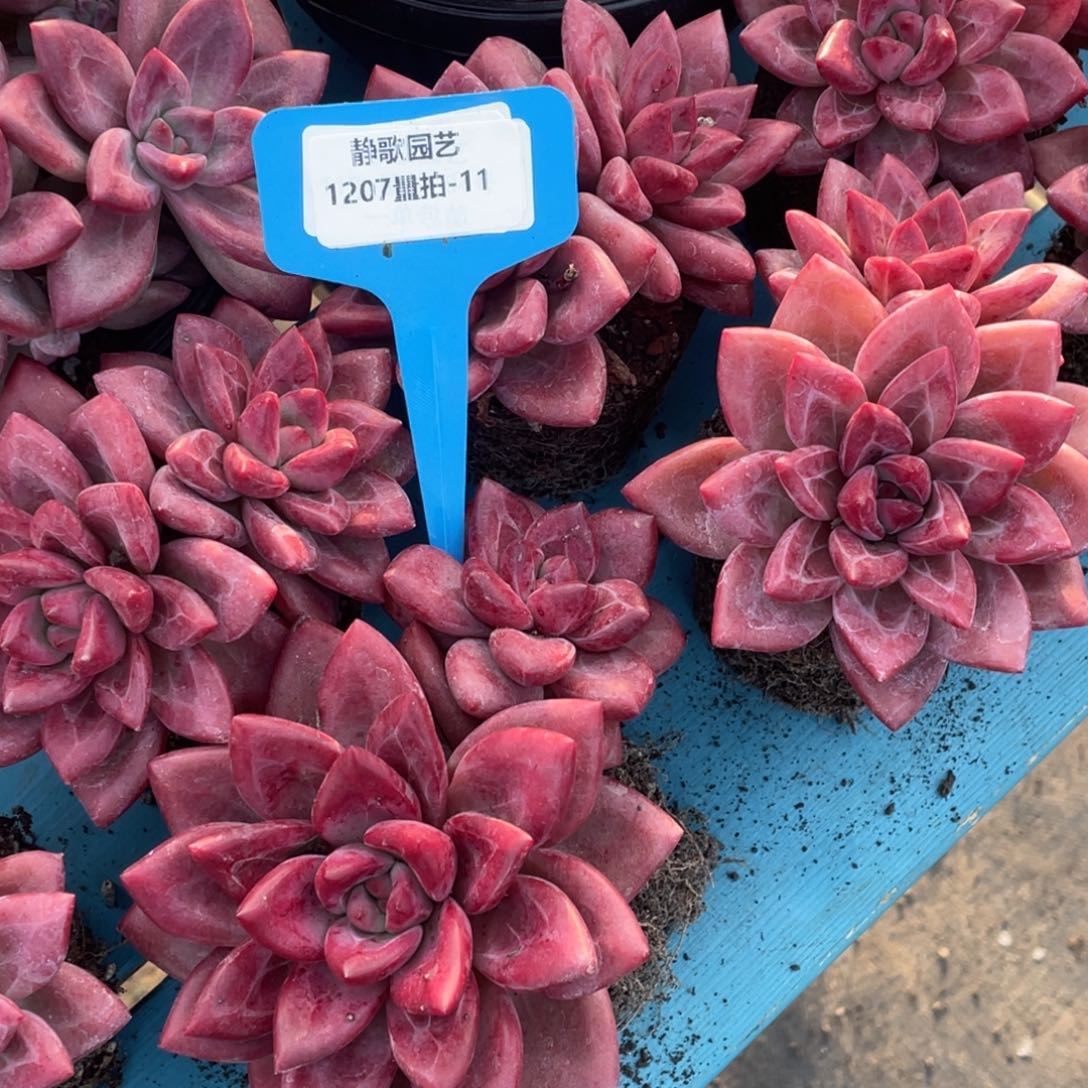 1207-11-全状态天花板赫菲斯托一颗