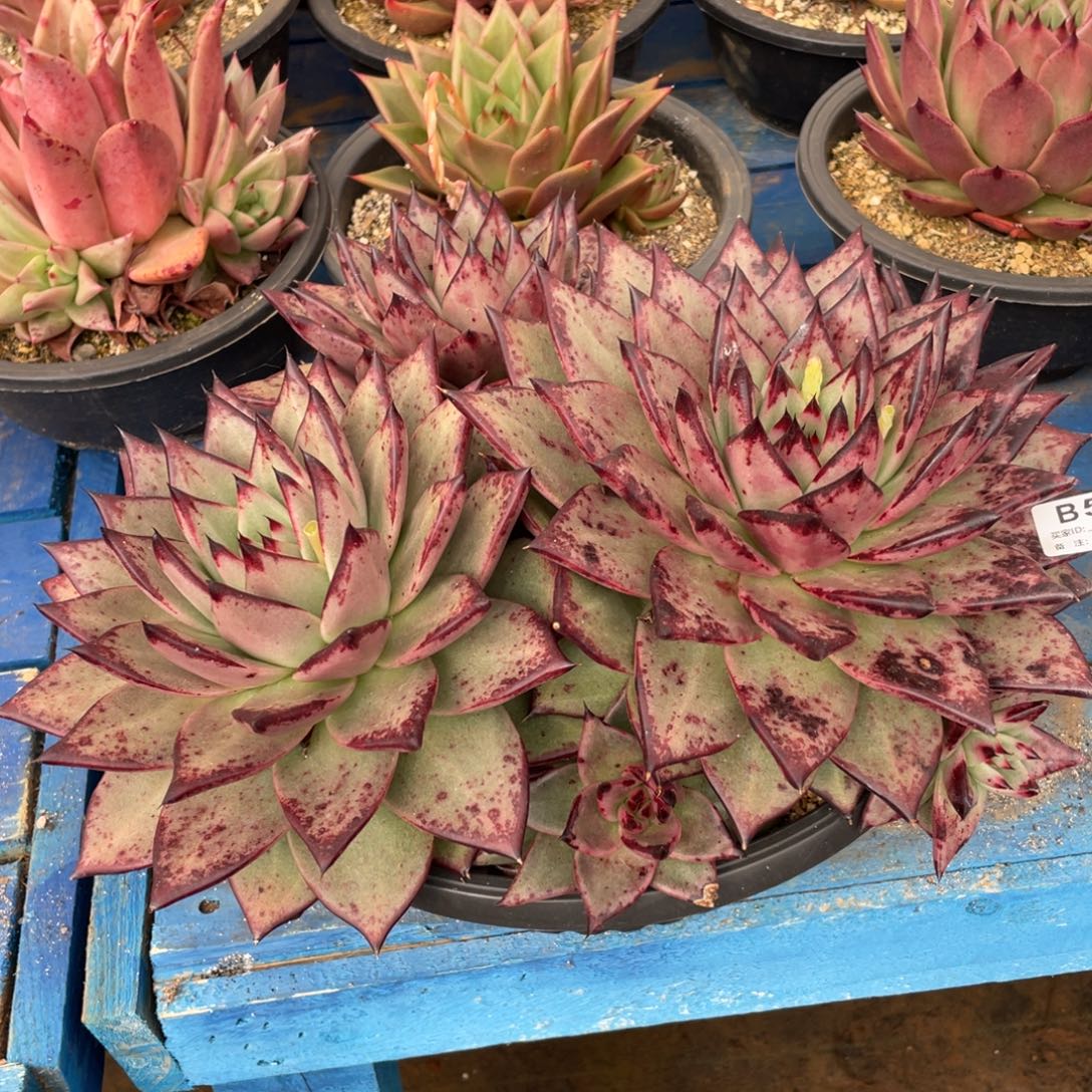 无花朵若如东云筐拍B577（发顺丰？