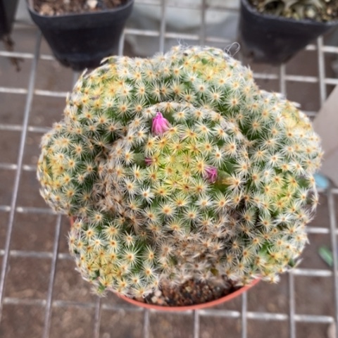 明星大群多头9仙人球
