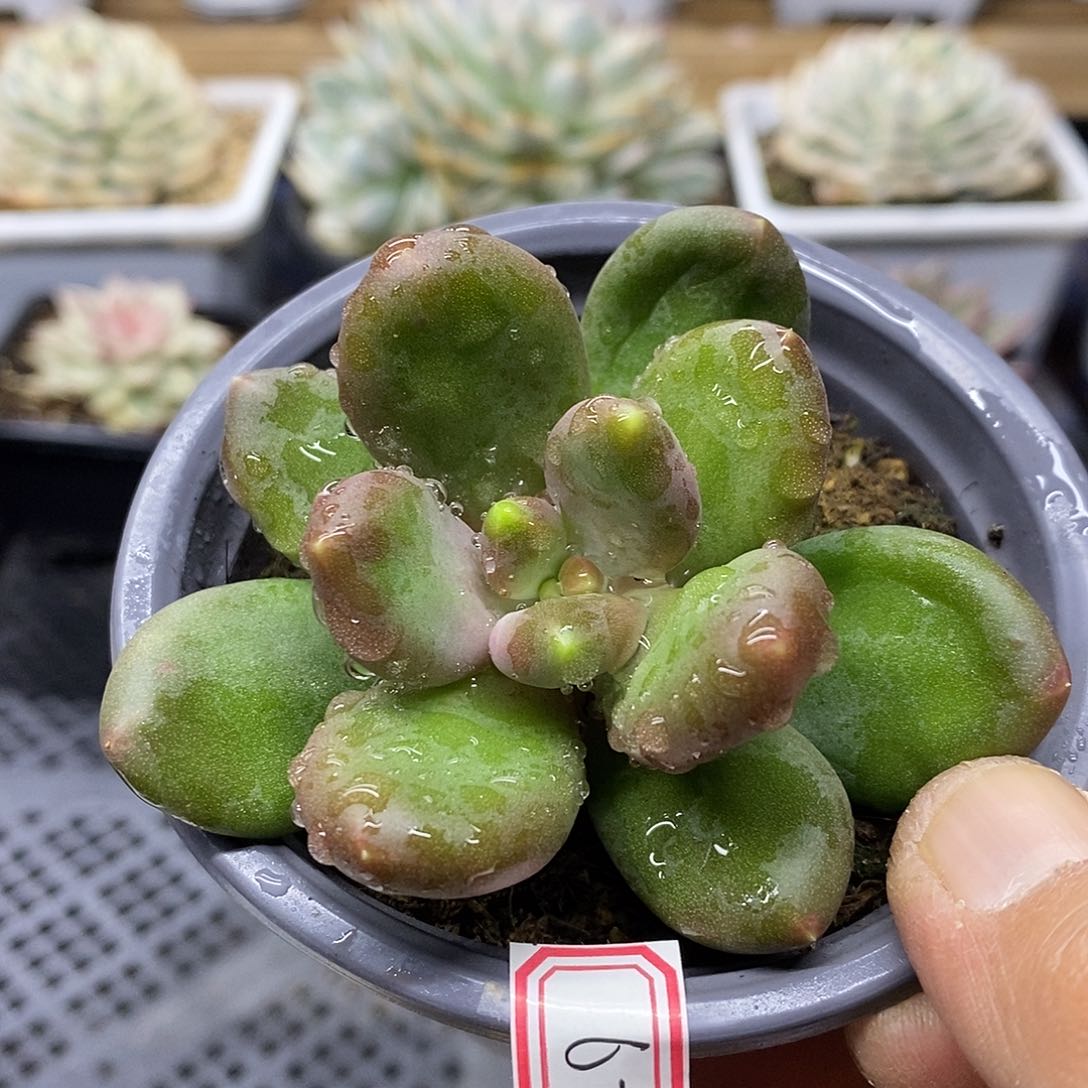 1367 芒果奶拉丝锦