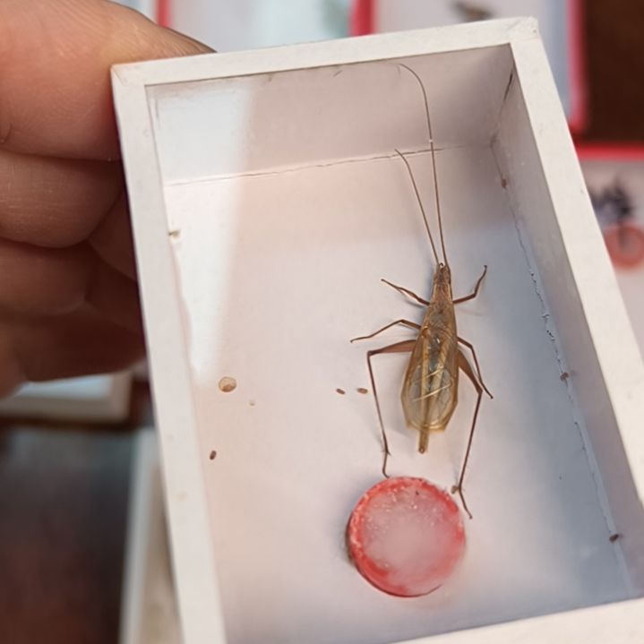 新鲜野生云南红衫袖鈴