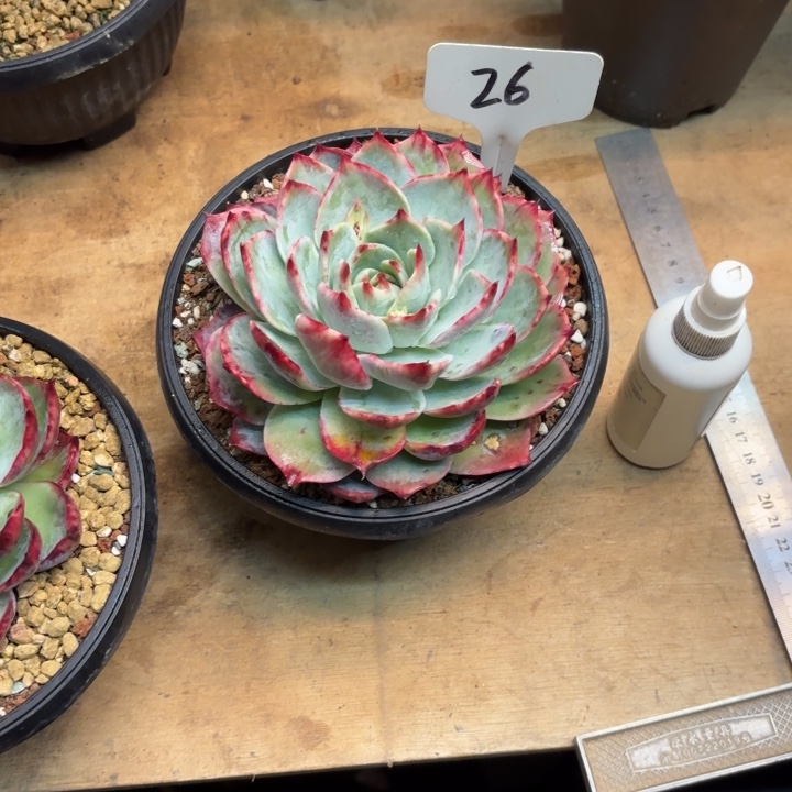 多肉植物，惊鸿仙子26号