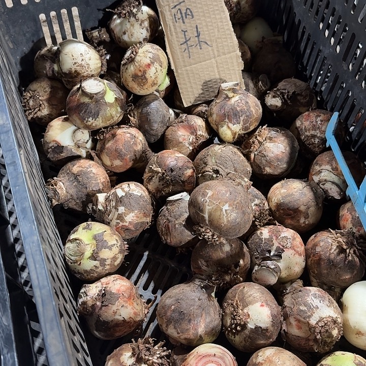 马丽琳6+球种球花卉绿色