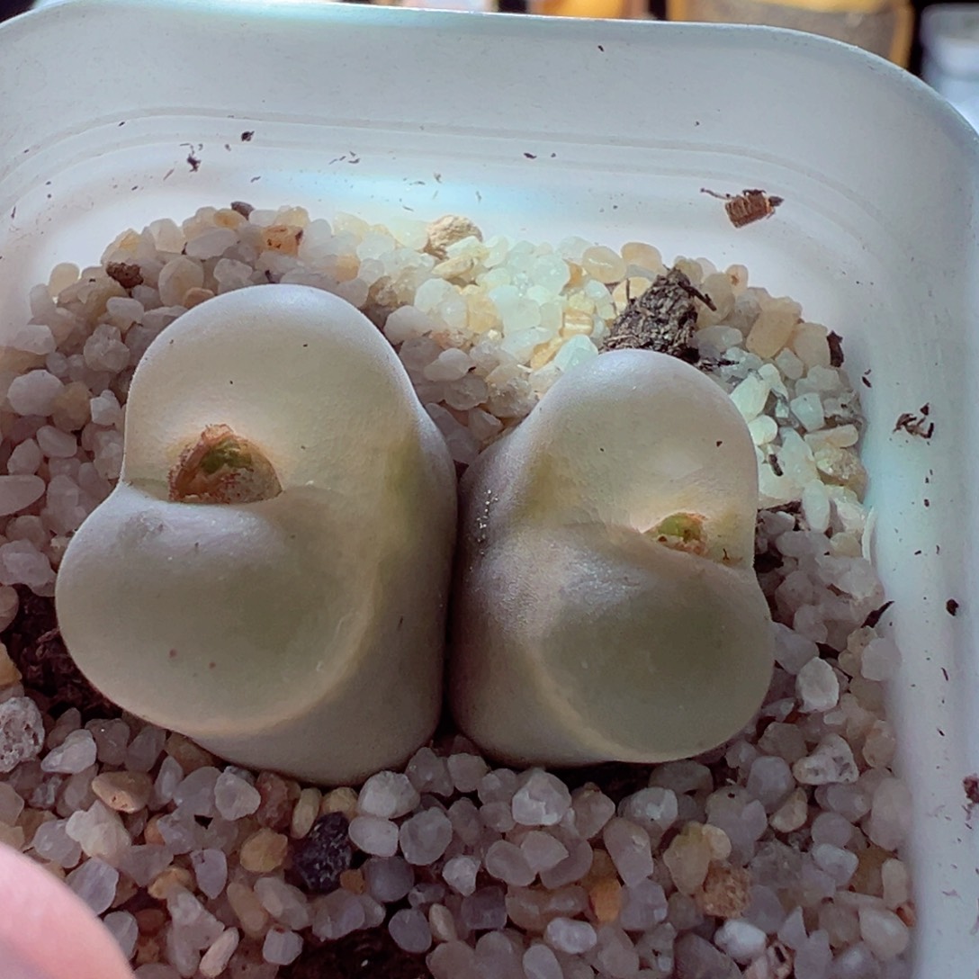 1223-355多肉多日透窗