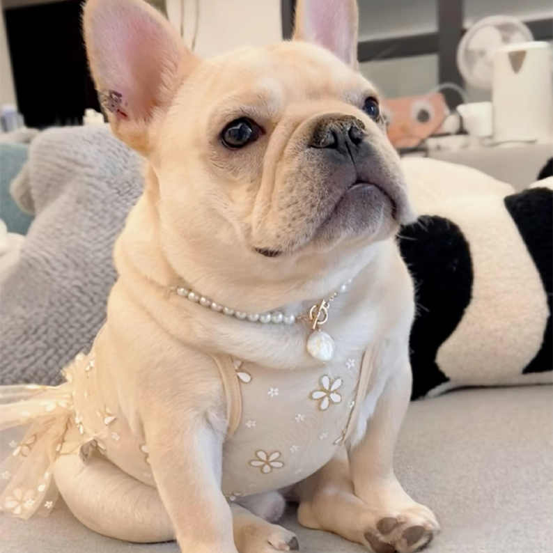 【乖萌法斗 法牛】纯种狗狗活体