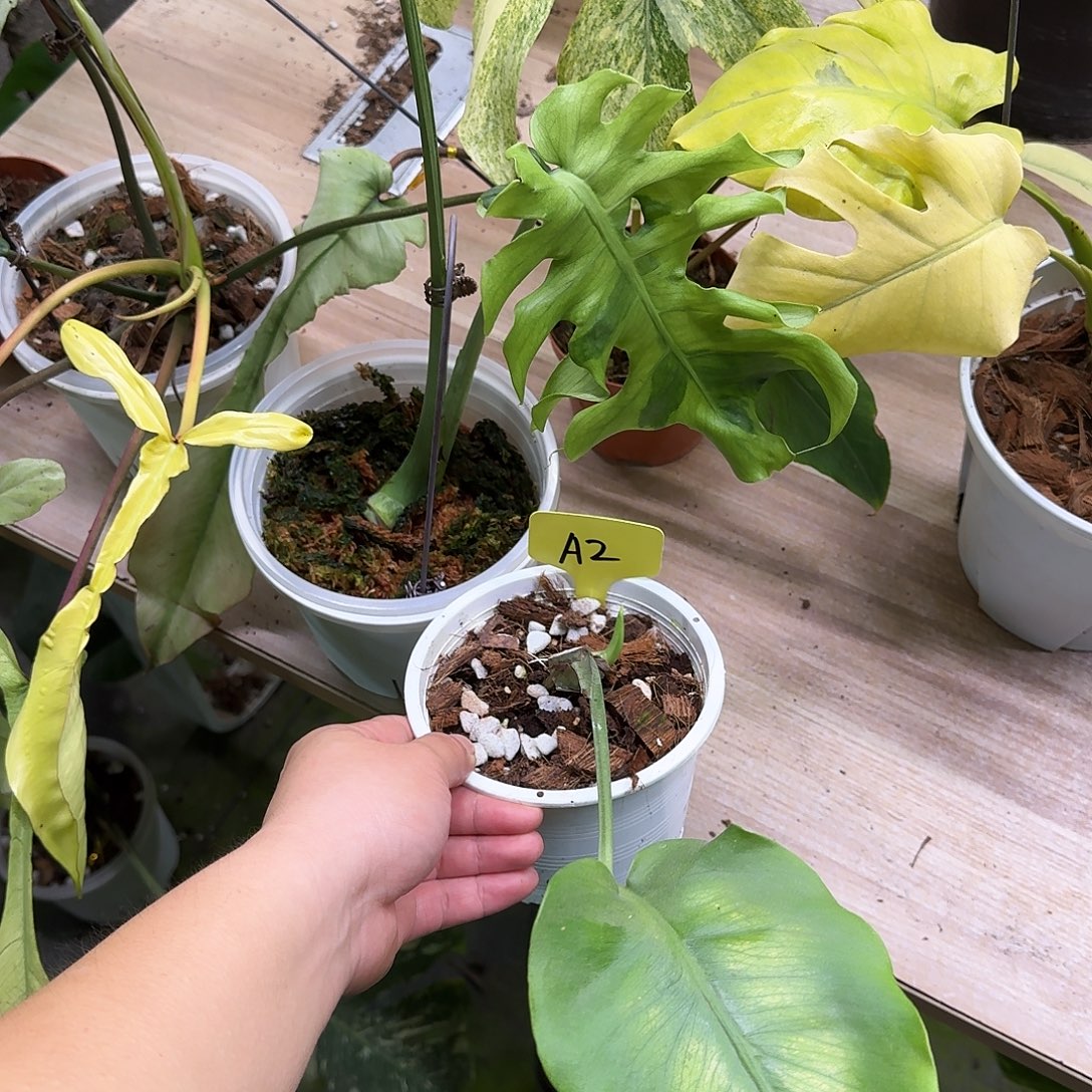 不开花植物麒麟光之翼A2特价