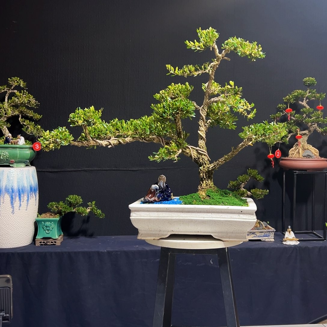 绿植广东皱皮黄杨木