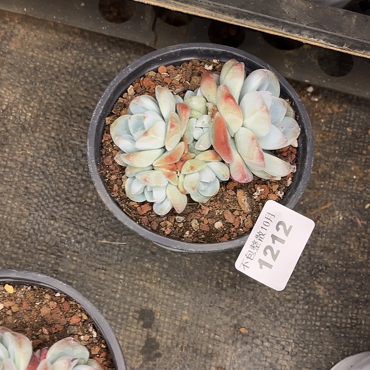 阿雅园艺。         1212