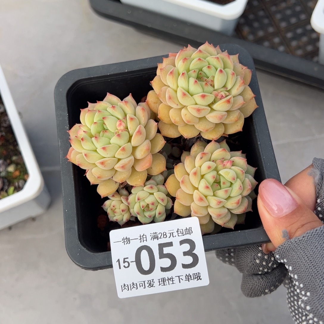 熊猫脸多肉多肉多肉多肉多肉