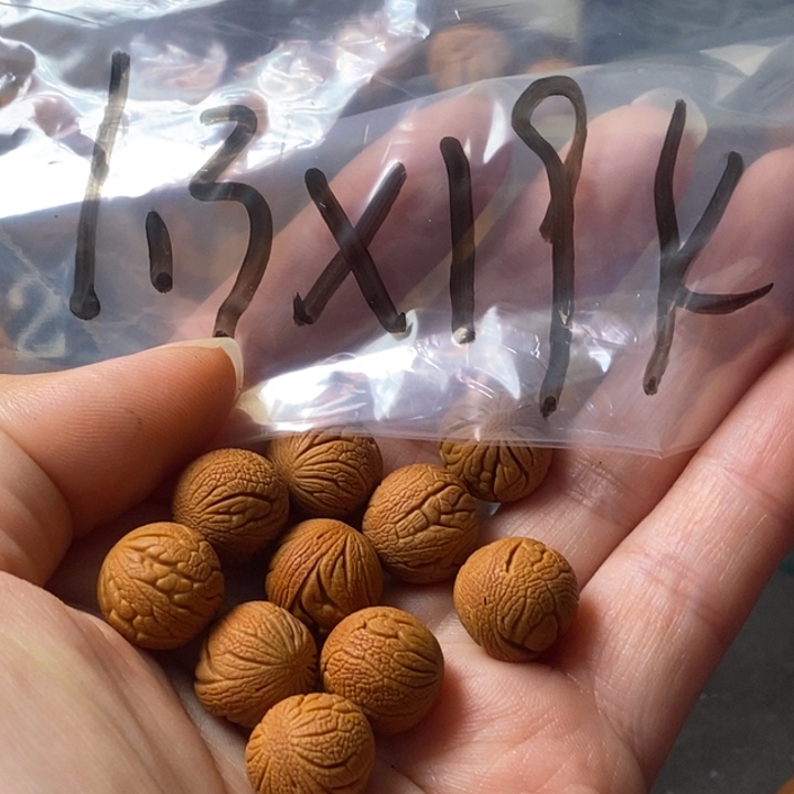 手串文玩核桃秦岭野生龙纹桃核13