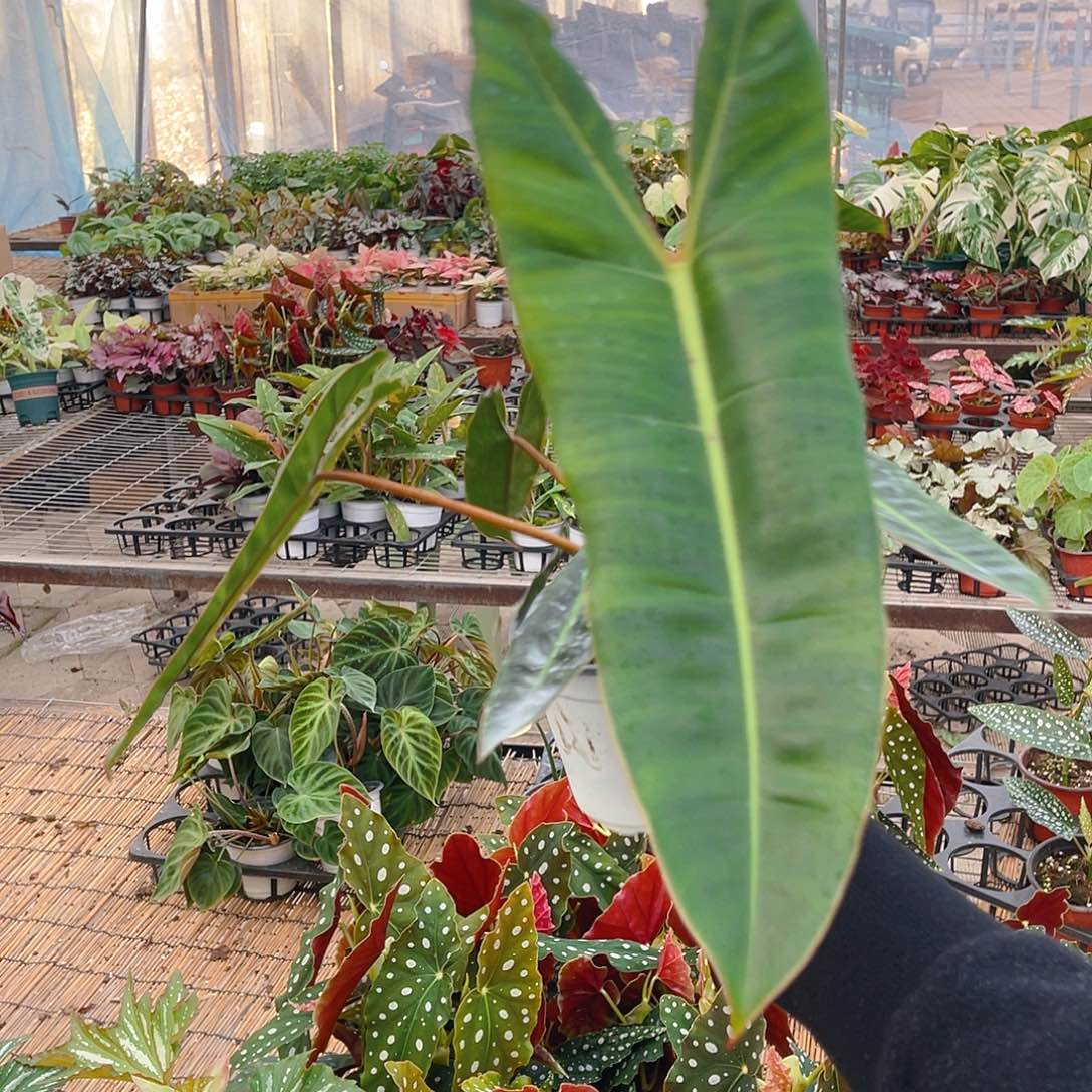 完全开放一物一拍橙柄