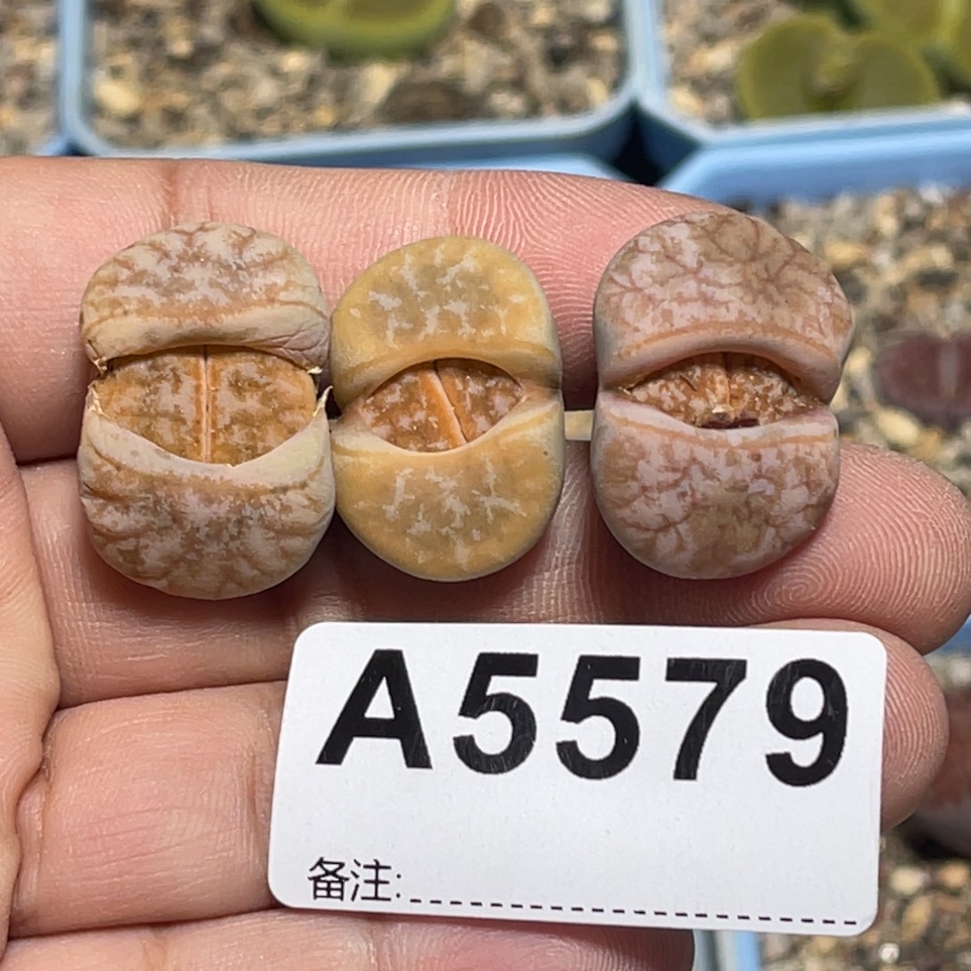 5579岛田红拿铁3颗尺寸2.5