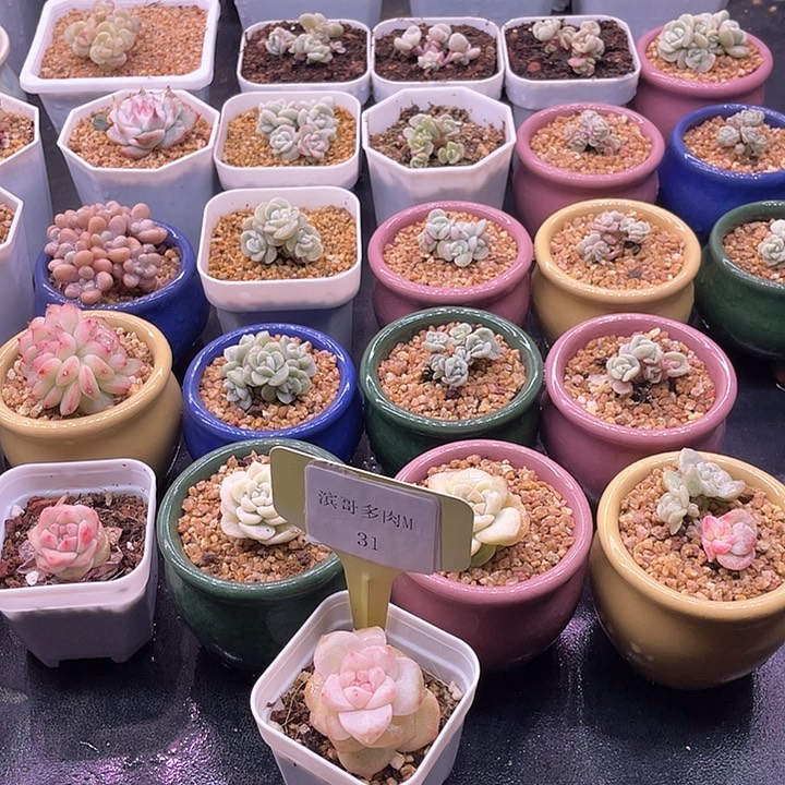 滨哥多肉M31粉钻石化福利