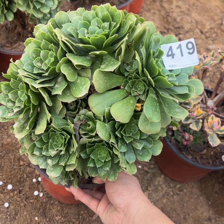 绿杨蓉微瑕多肉植物419