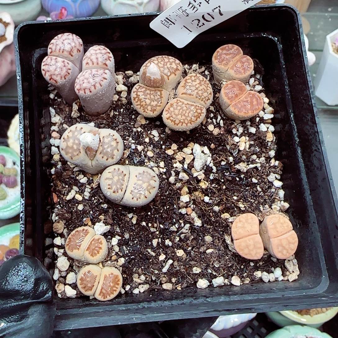 生石花满18包邮1207-78