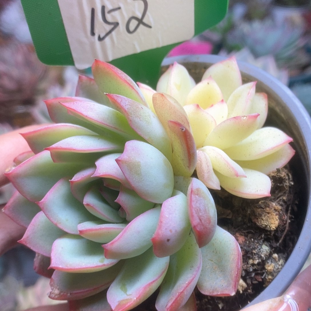 152雨燕座锦锦锦锦锦锦