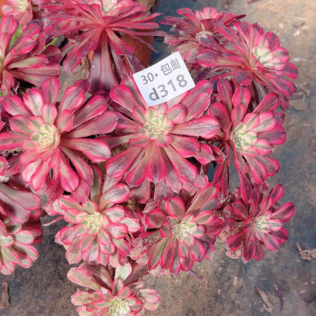 318丛林多肉法师