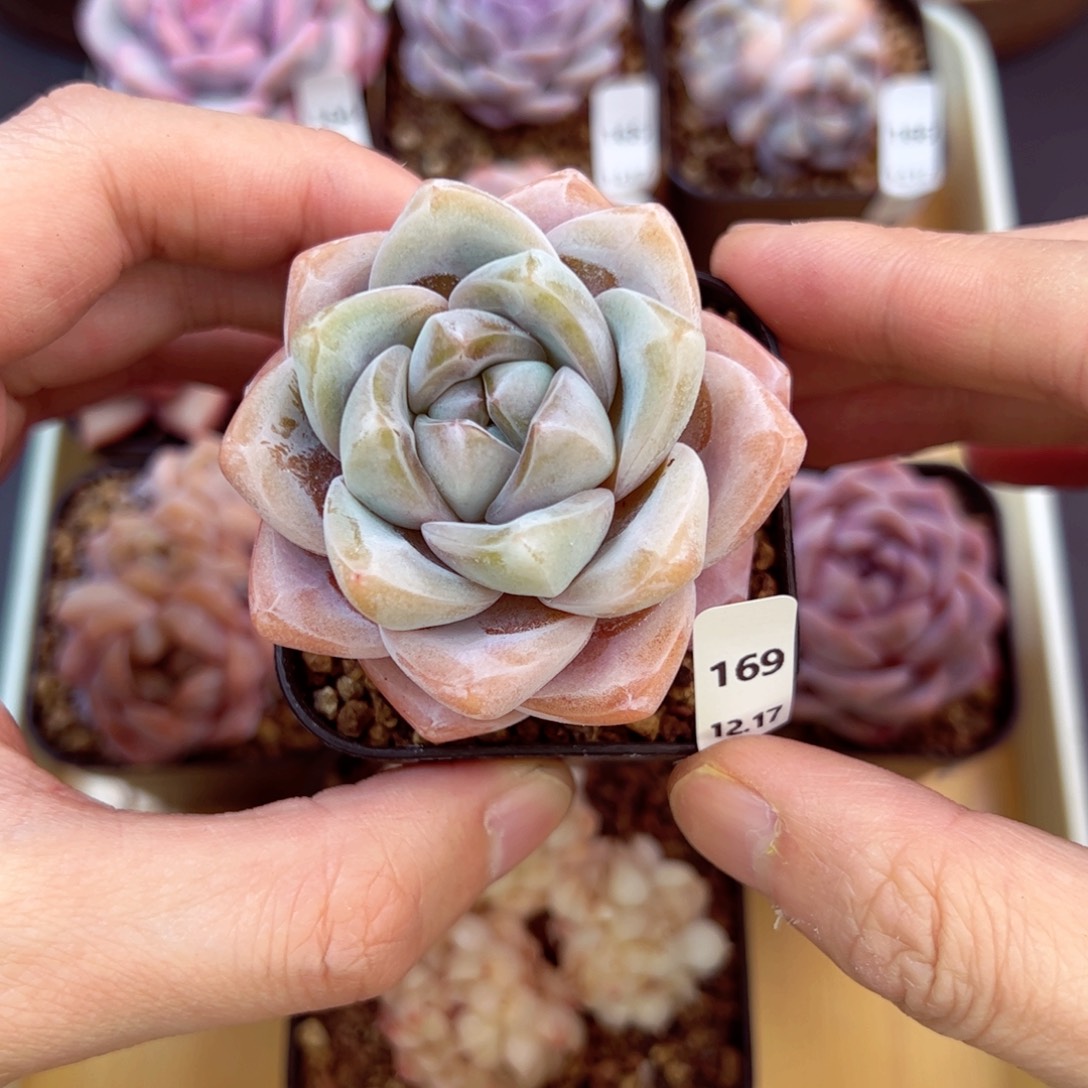 好好看169、哈哈哈哈