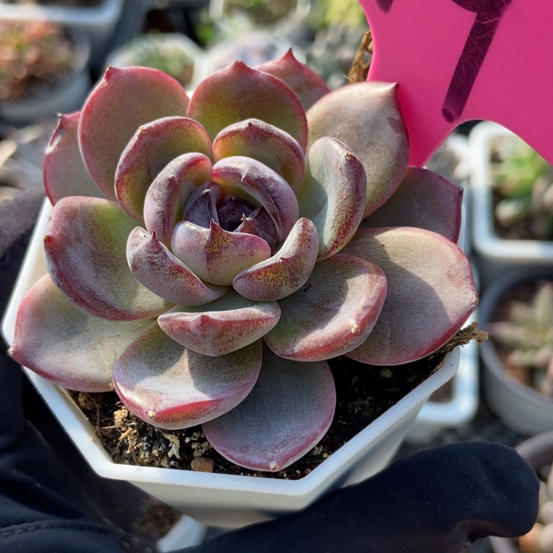 49黑橙多肉植物多肉