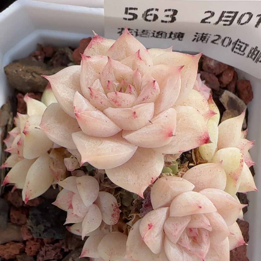 花语逸镜0201-563