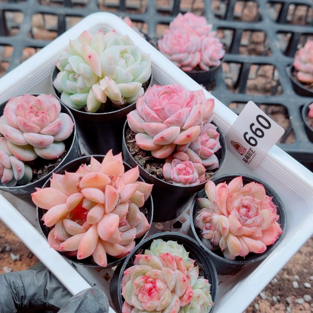 Q***笑多肉植物多肉植物