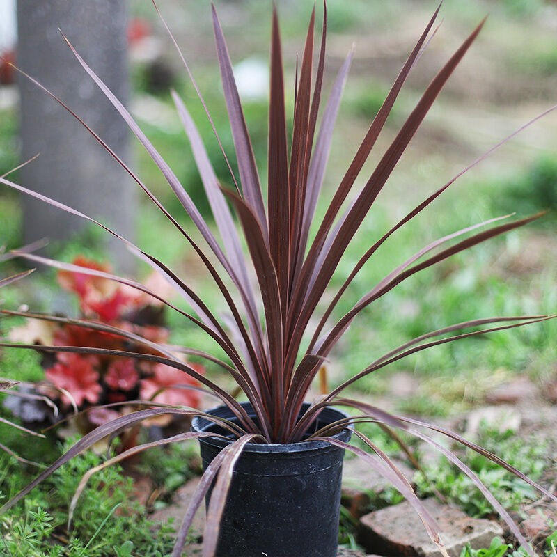 澳洲红巨人朱蕉盆栽大苗庭院阳台观叶多年生耐热耐寒花镜植物包邮