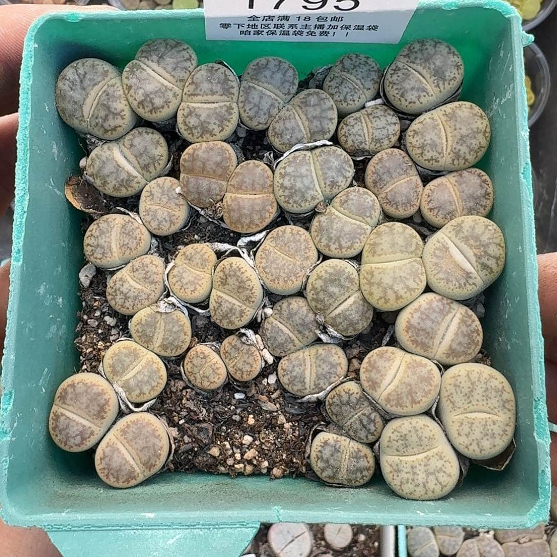 1795 春雏岛田母本