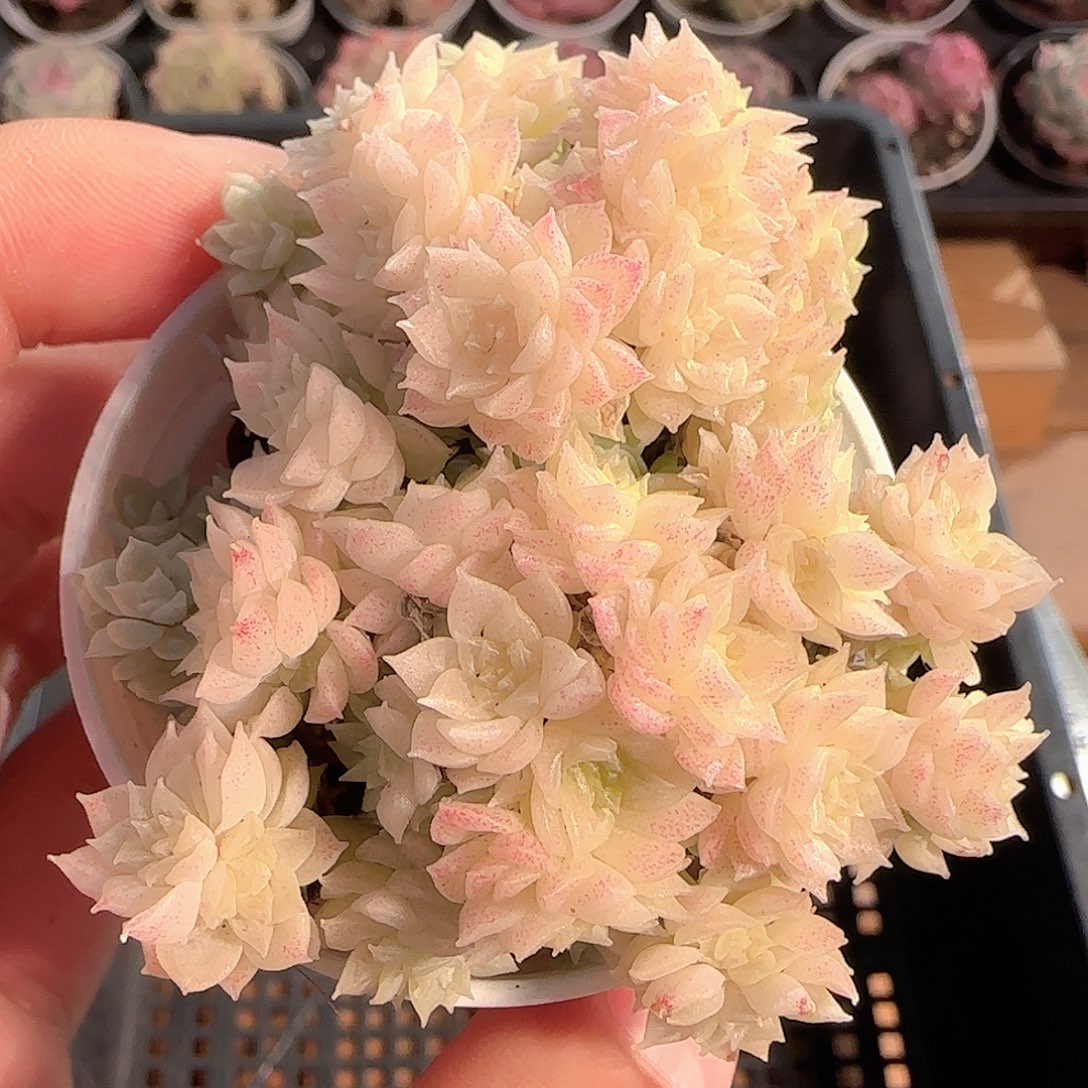 多肉1210-149优选麦秆群