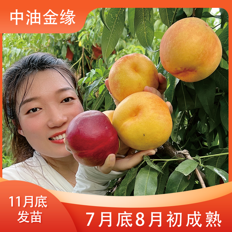 中油金缘  桃树苗一级  12月份发苗 下单发赠品