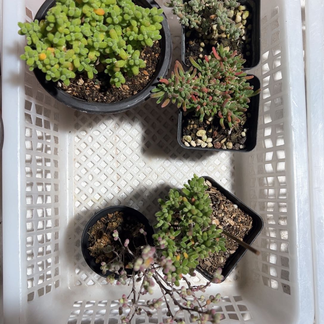 金桔老桩精品系列