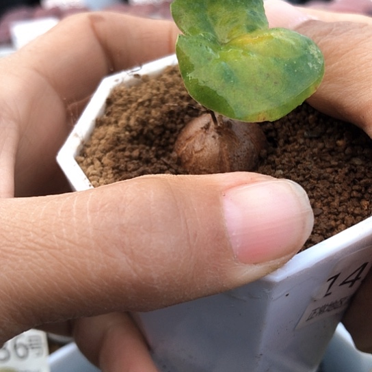 1435，2厘米龟甲龙特价包邮