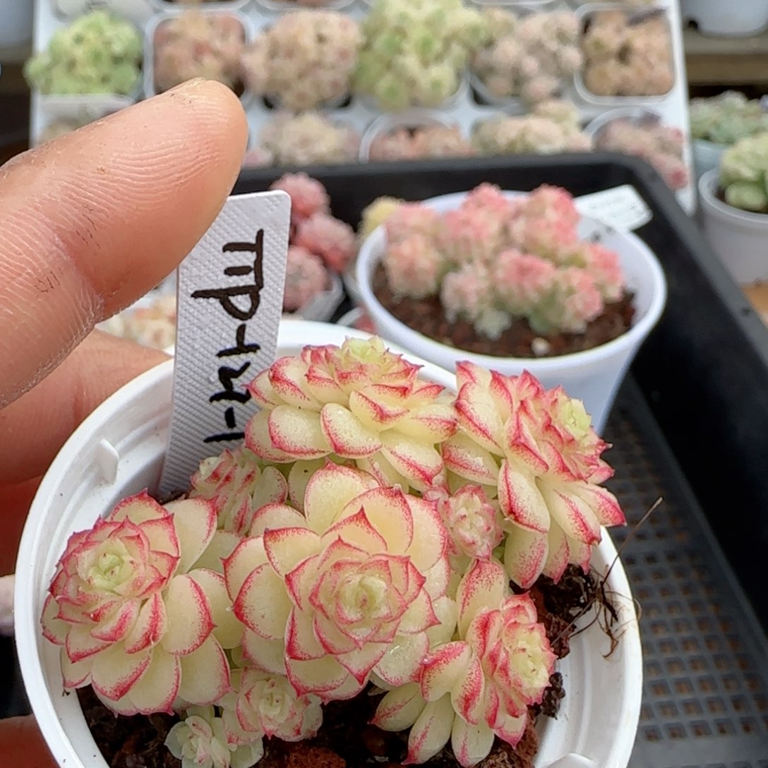 【闪购商品】0206-15（ttp-127-1）